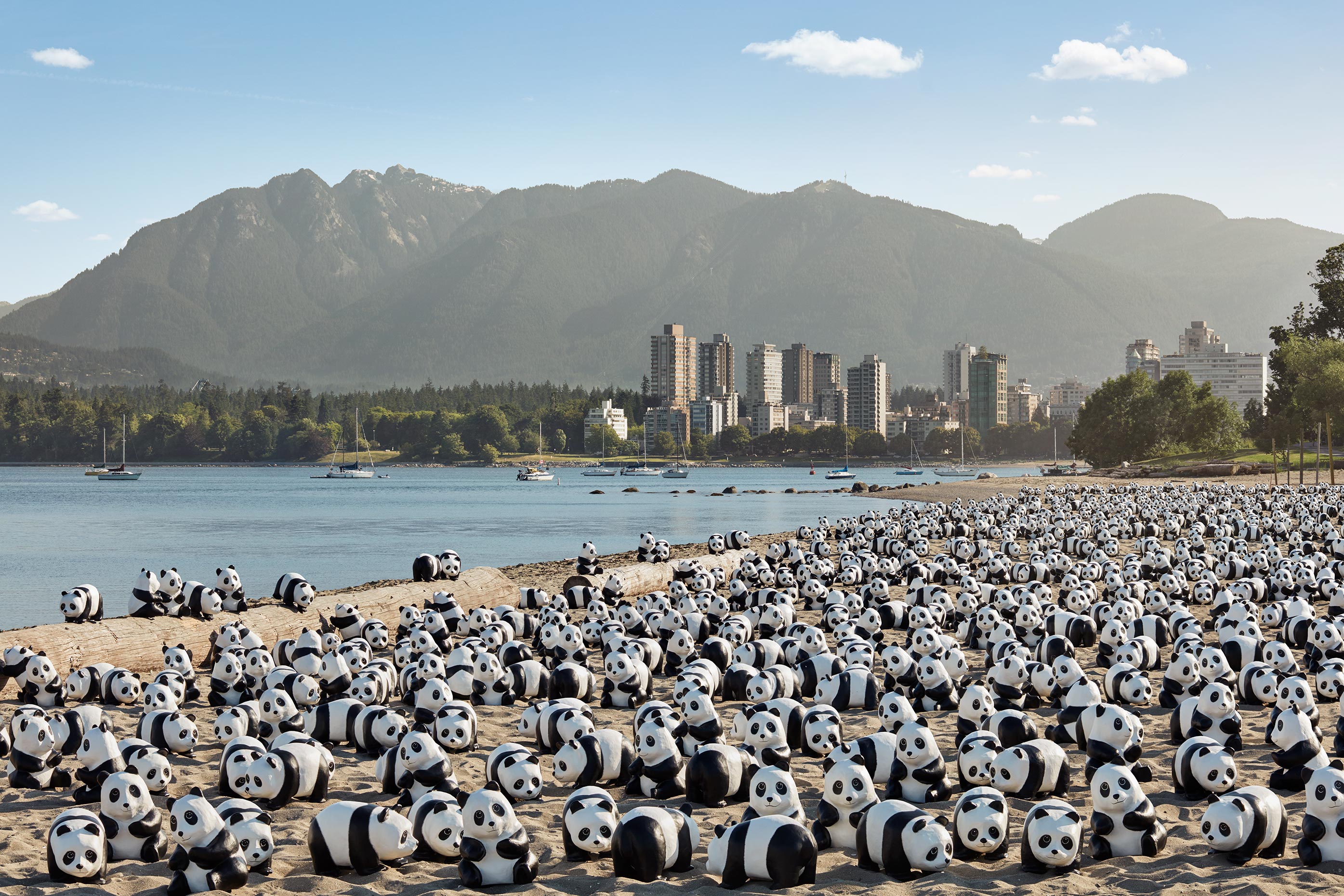 1600+ Pandas - Kits Beach